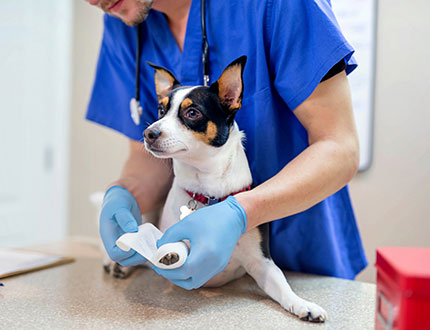 Beyond Vet Visits: Uncovering the Unexpected Uses of Nitrile Gloves in Pet Care